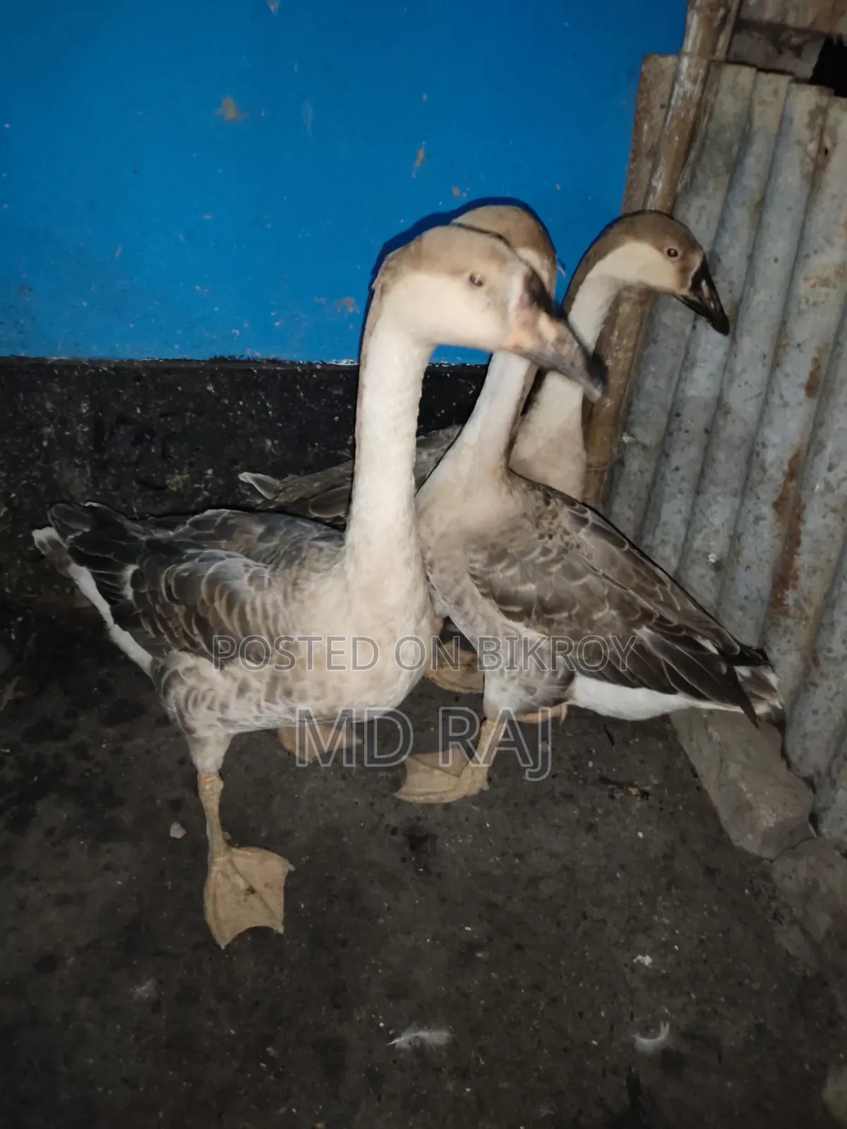 Three pet geese for sale.