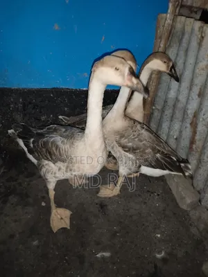 Three pet geese for sale.