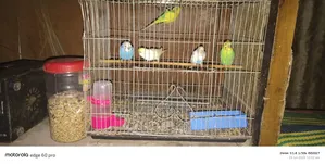 Budgie Bird