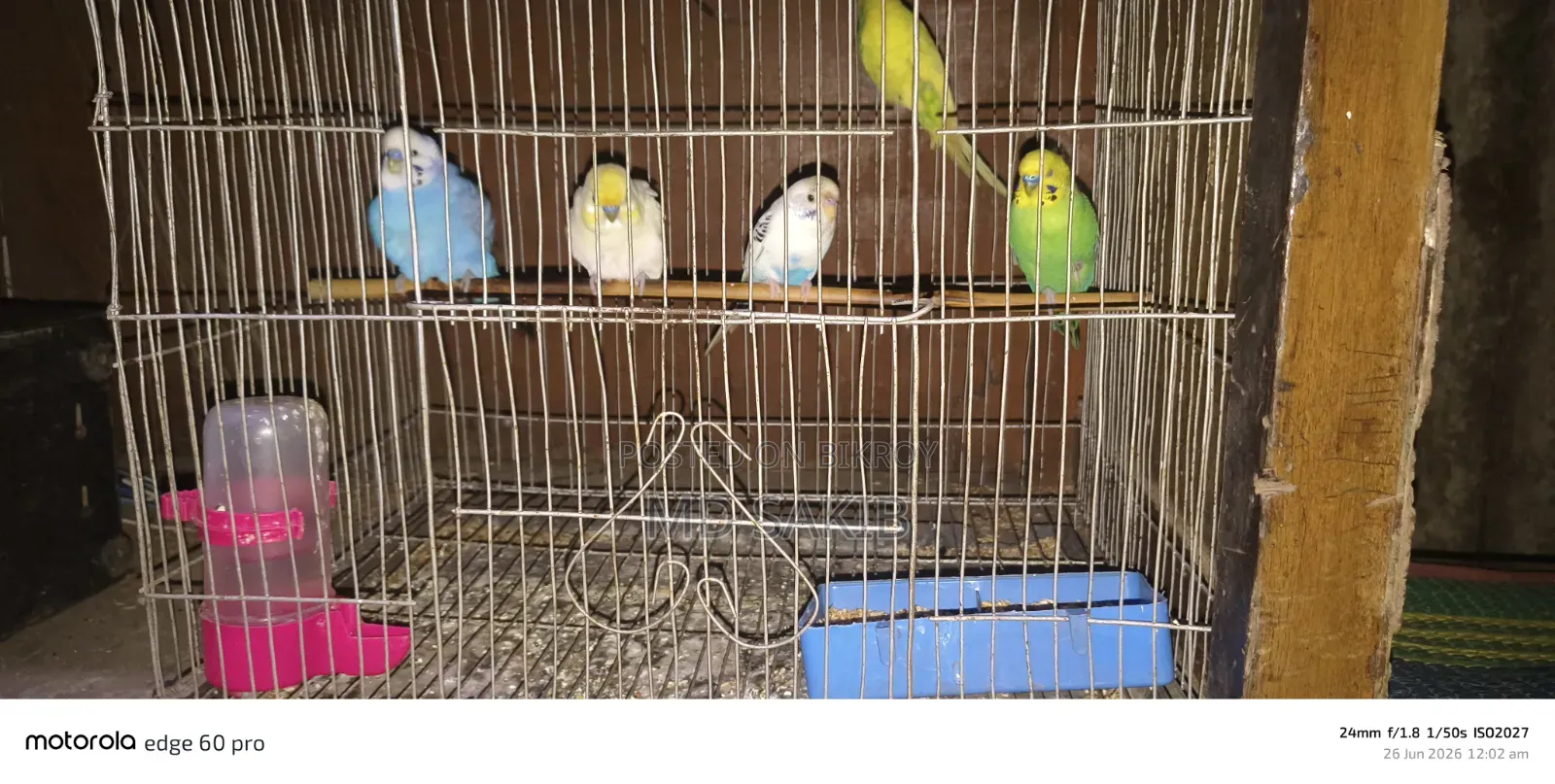 Budgie Bird