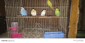 Budgie Bird