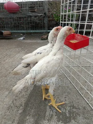 Aseel Baby Pair