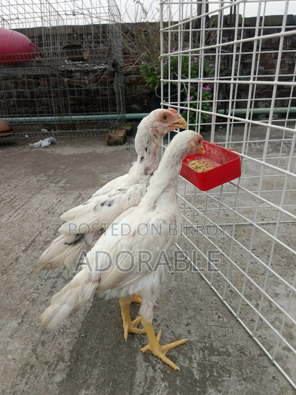 আসিল বেবি জোড়া