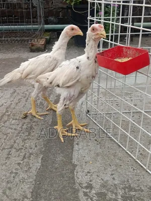 আসিল বেবি জোড়া
