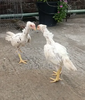 আসিল বেবি জোড়া