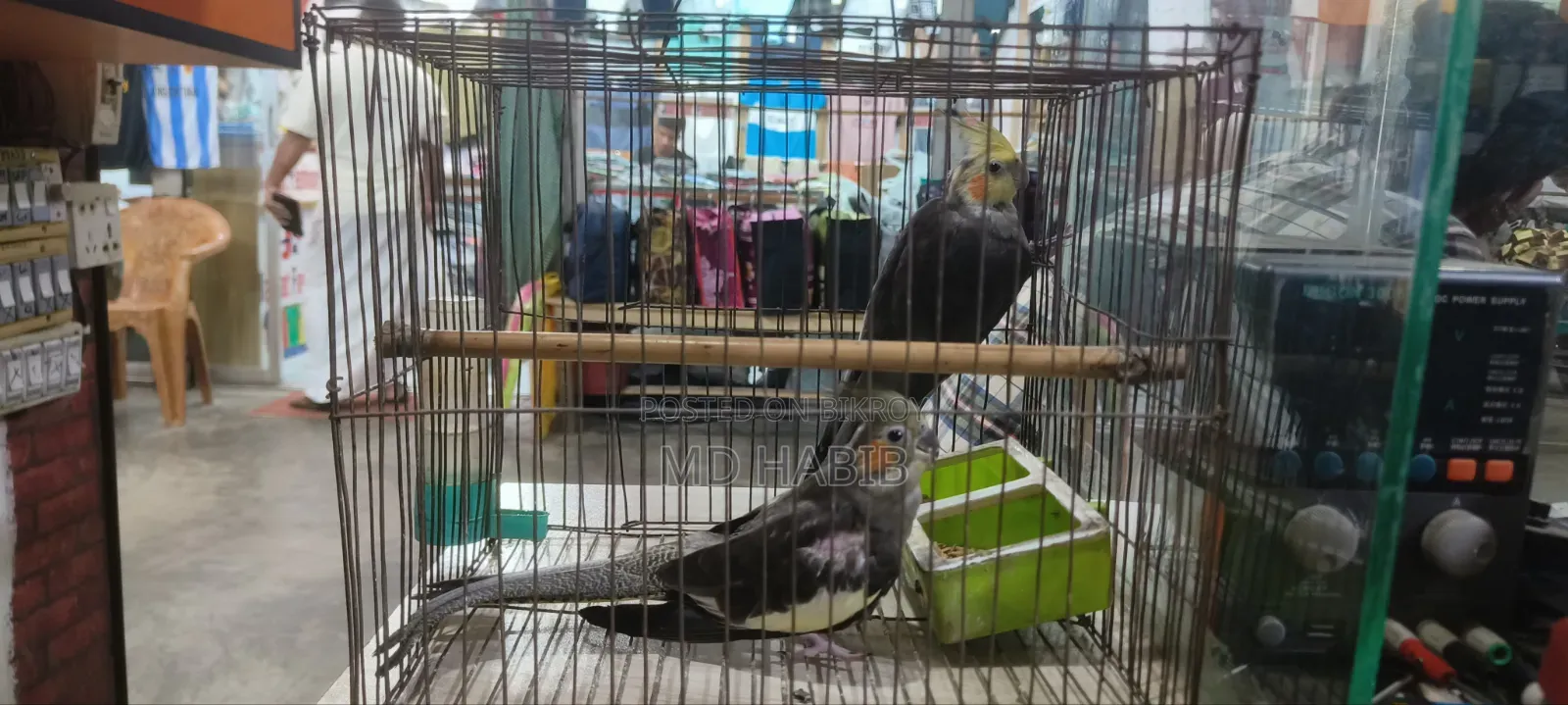 Urgent sale of my pair of cockatiel birds.