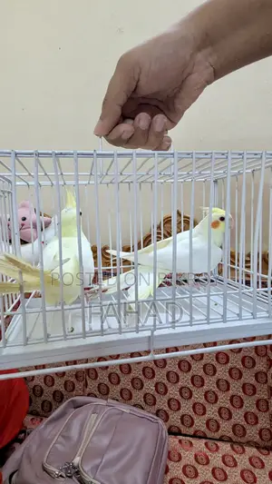 Lutino Cockatiel