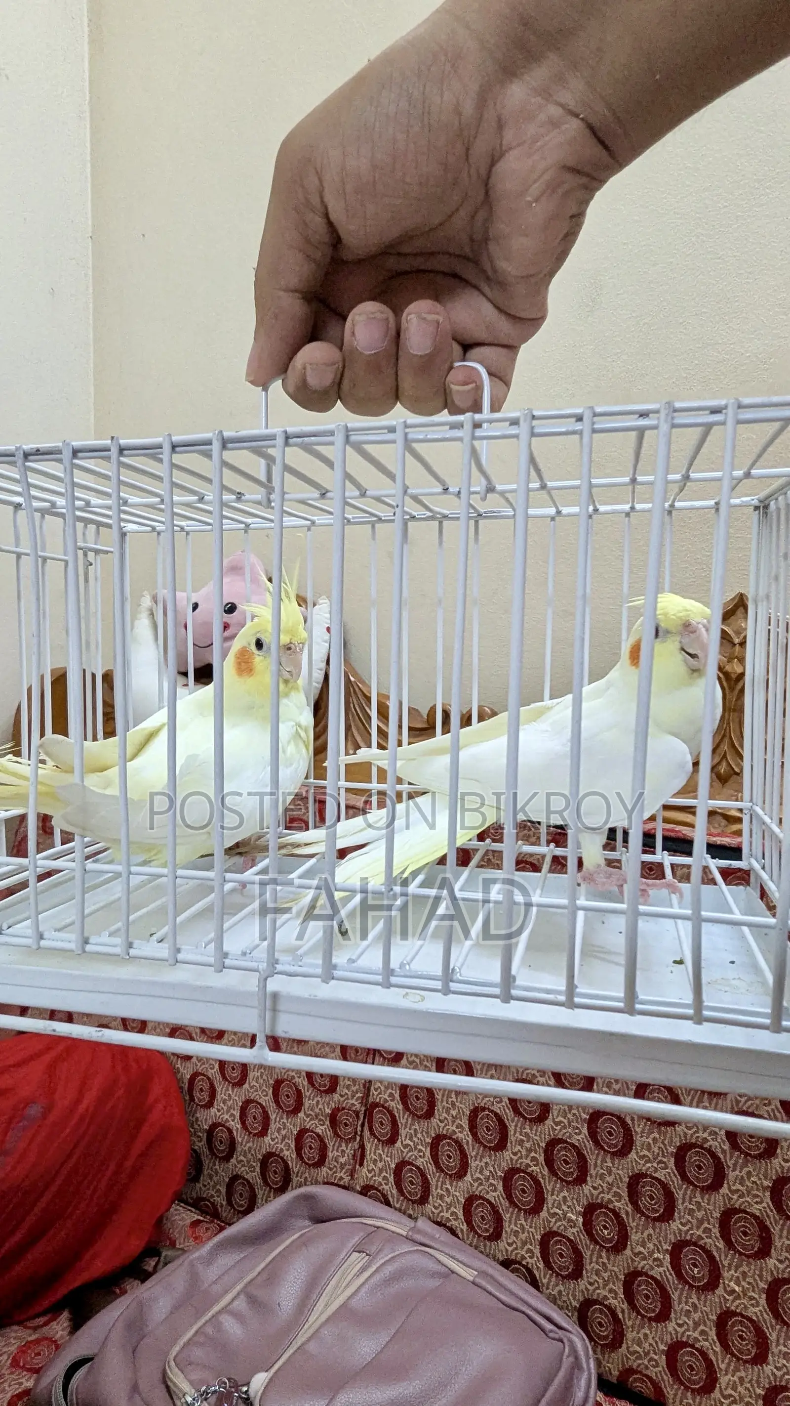 Lutino Cockatiel