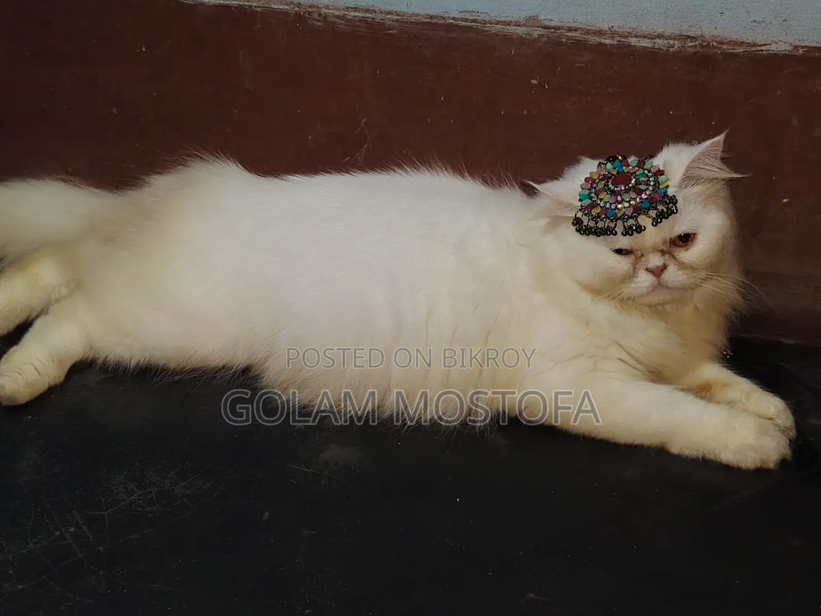 1+ Year Female Purebred Persian