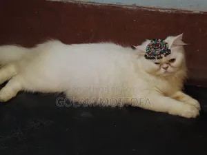 1+ Year Female Purebred Persian