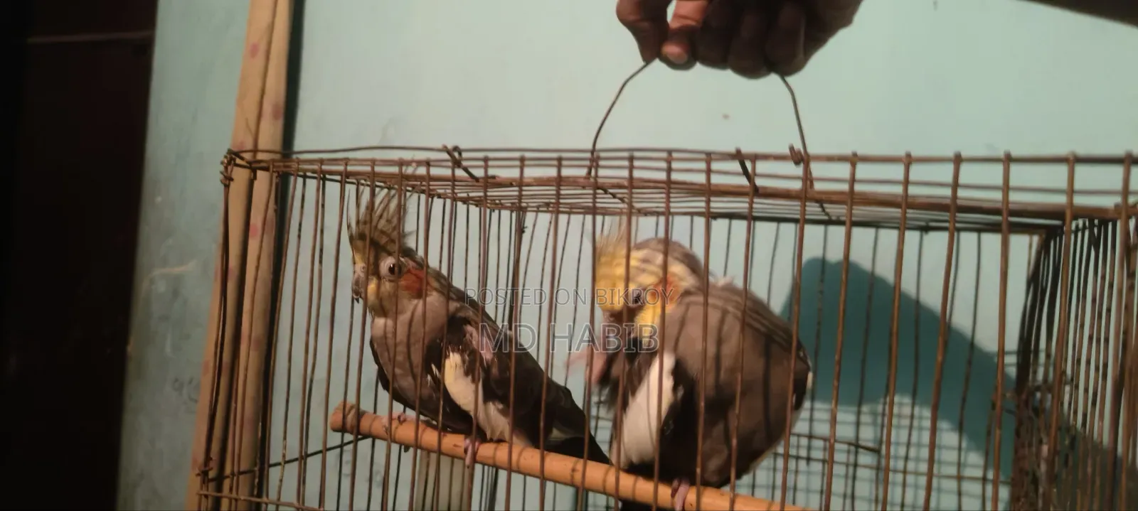 Urgent sale of my pair of cockatiel birds.