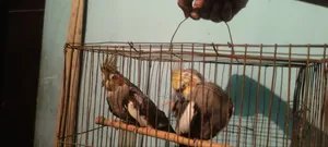 Urgent sale of my pair of cockatiel birds.