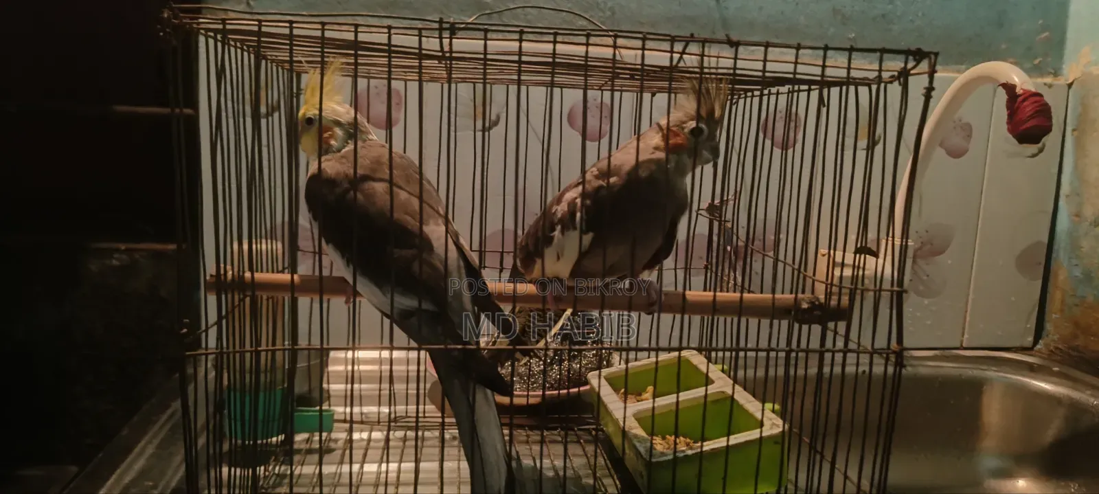 Urgent sale of my pair of cockatiel birds.