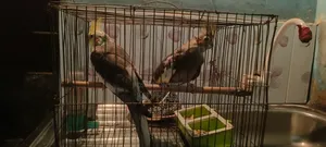 Urgent sale of my pair of cockatiel birds.