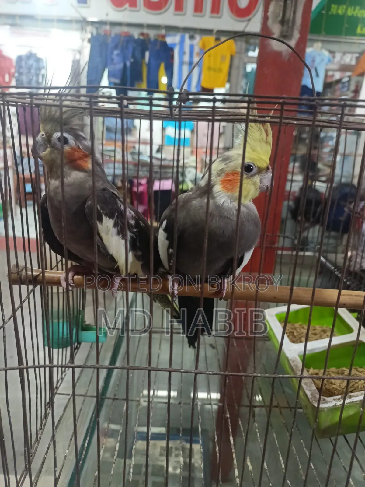 Urgent sale of my pair of cockatiel birds.