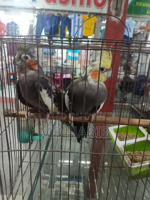 Urgent sale of my pair of cockatiel birds.
