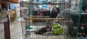 Urgent sale of my pair of cockatiel birds.