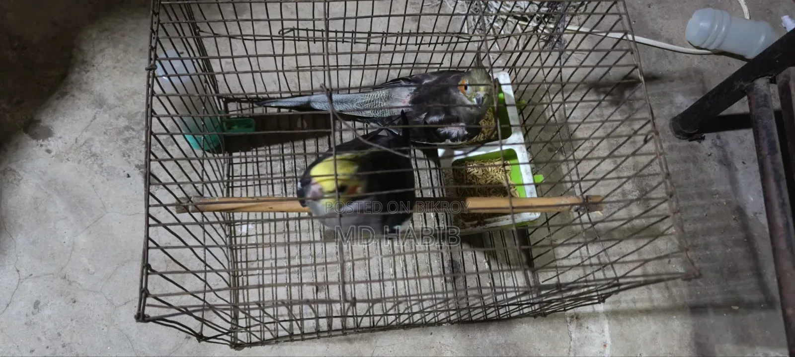 Urgent sale of my pair of cockatiel birds.