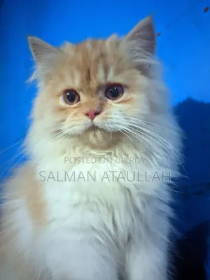 6-12 months Male Purebred Persian