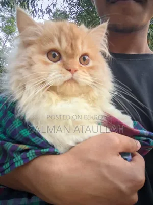 6-12 Months Male Purebred Persian