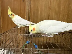 Cockatiel Pearl Eye