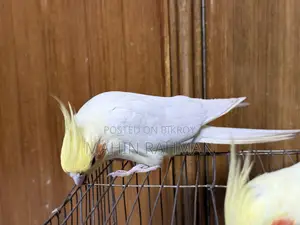 Cockatiel Pearl Eye