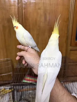 Cockatiel Pearl Eye