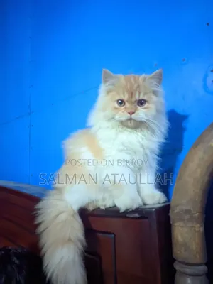 6-12 Months Male Purebred Persian