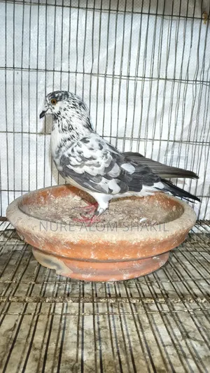 Pigeon Sale