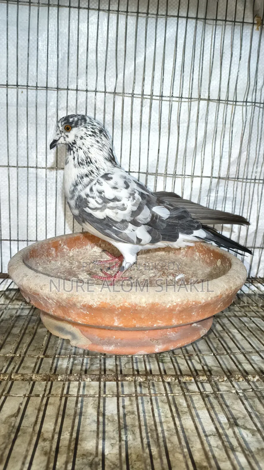 Pigeon Sale