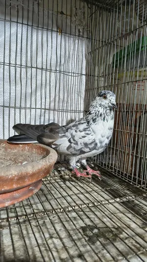 Pigeon Sale