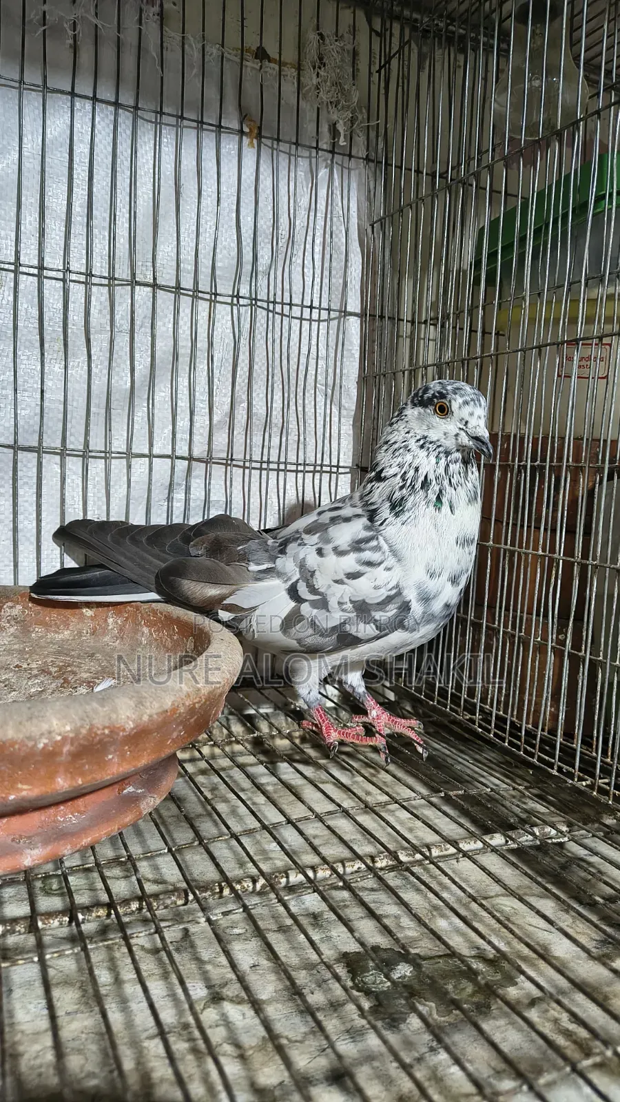 Pigeon Sale