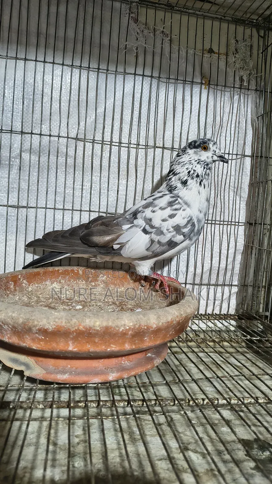 Pigeon Sale