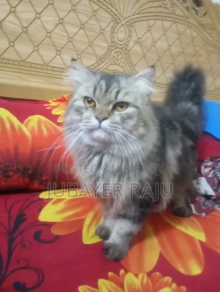 1+ Year Male Mixed Breed Persian