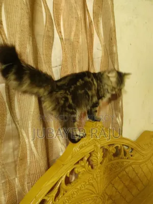 1+ Year Male Mixed Breed Persian