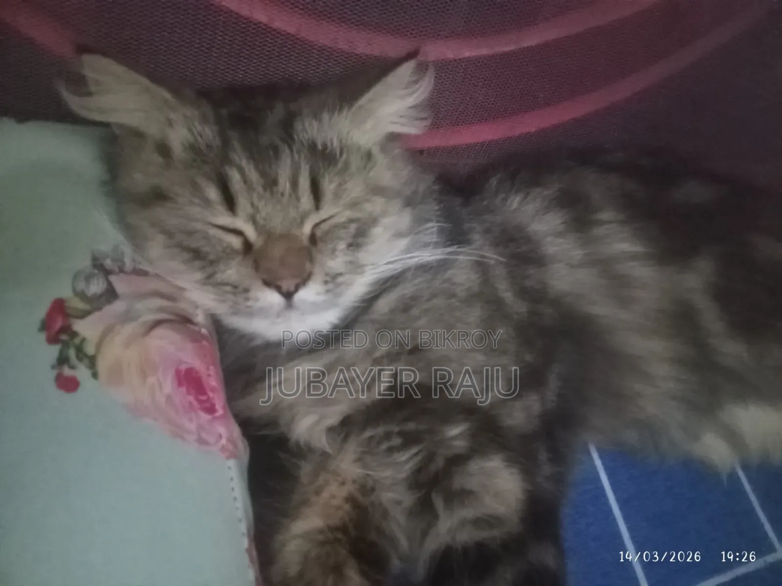 1+ Year Male Mixed Breed Persian