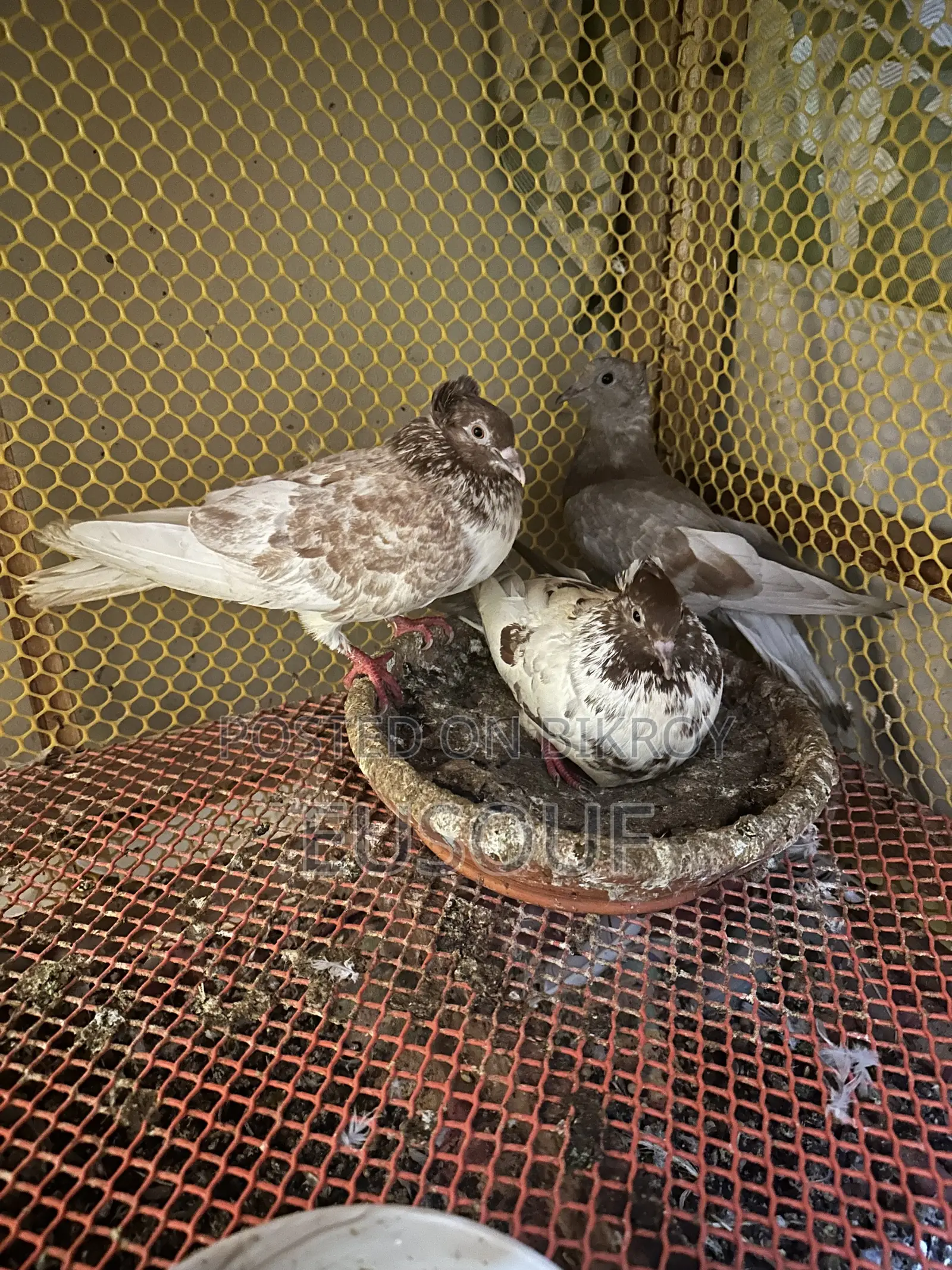 1 Pair of Golla Pigeon