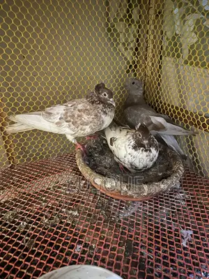 1 Pair of Golla Pigeon
