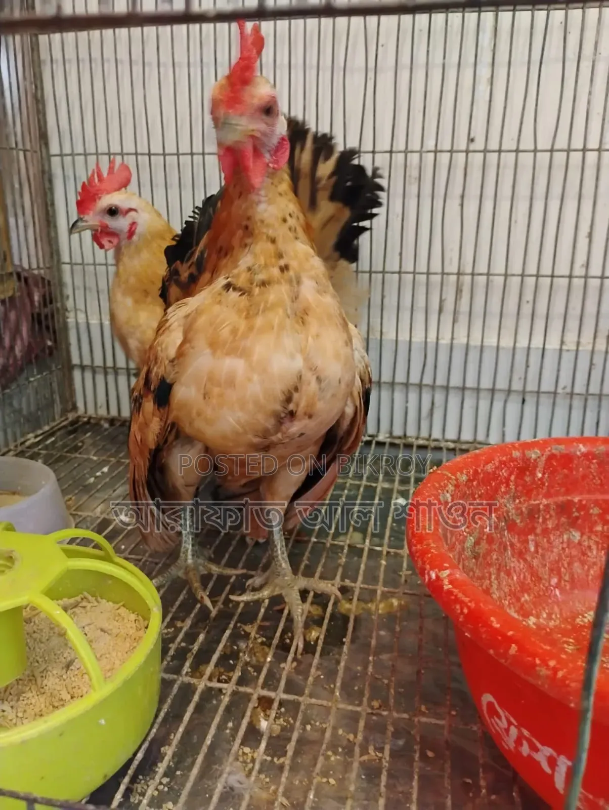 A pair of adult Serama foreign chickens for sale.