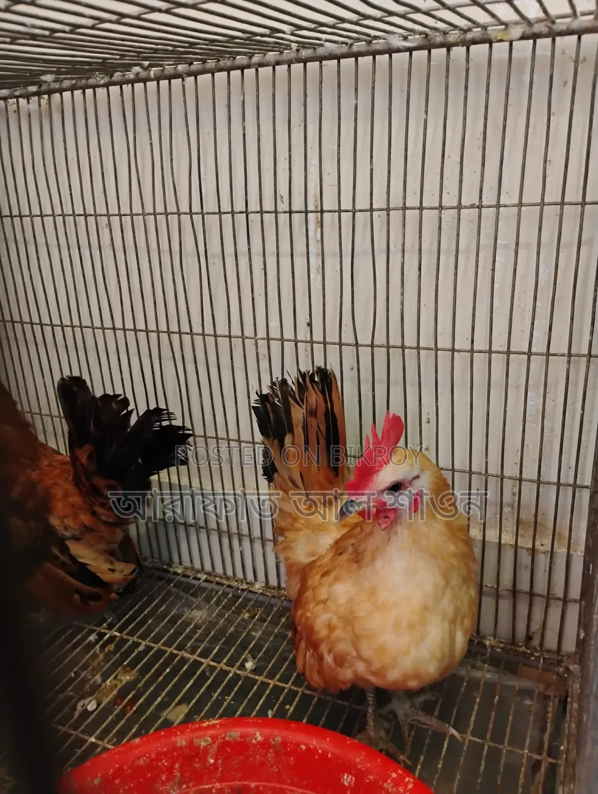 A pair of adult Serama foreign chickens for sale.