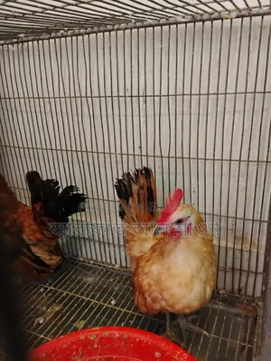 A pair of adult Serama foreign chickens for sale.