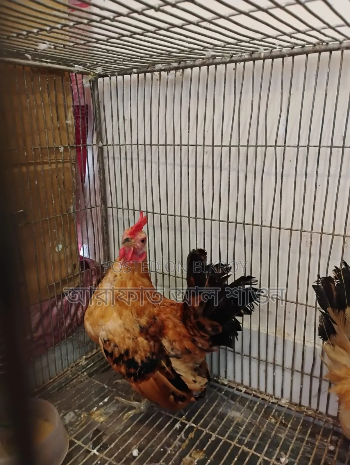 A pair of adult Serama foreign chickens for sale.
