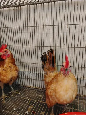 A pair of adult Serama foreign chickens for sale.