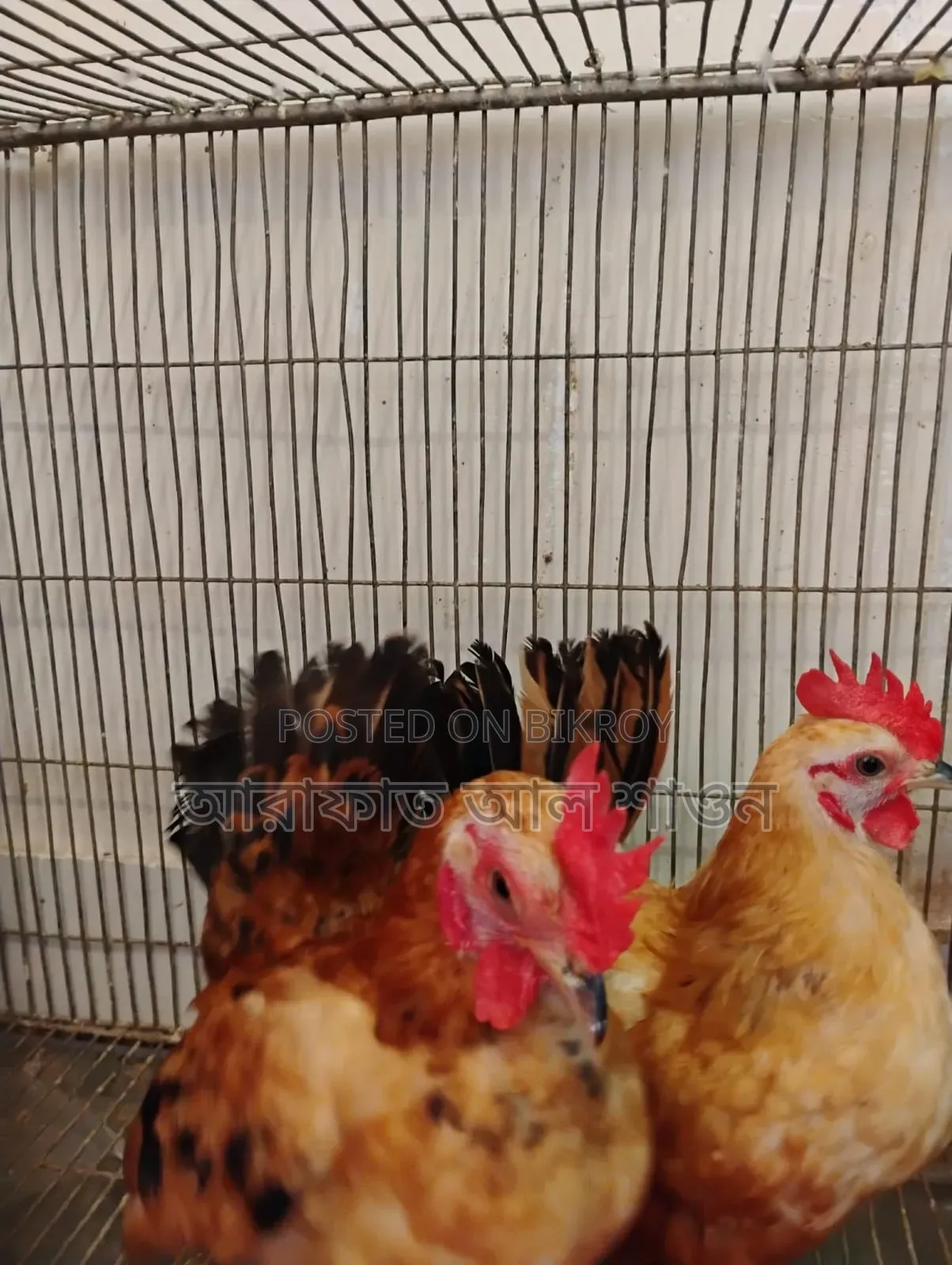 A pair of adult Serama foreign chickens for sale.