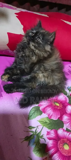 3-6 months Female Purebred Persian