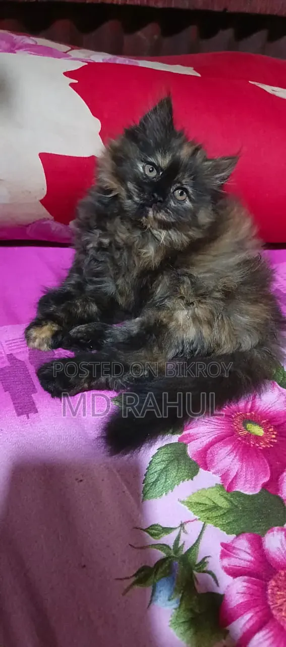 3-6 months Female Purebred Persian