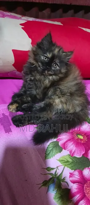 3-6 months Female Purebred Persian
