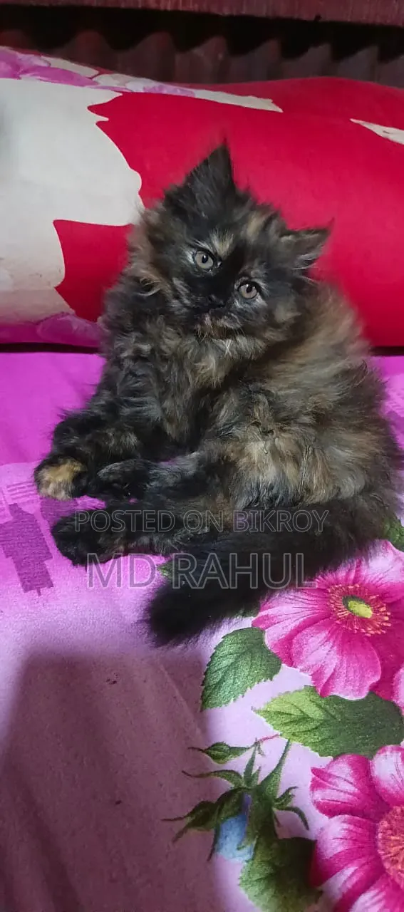3-6 months Female Purebred Persian