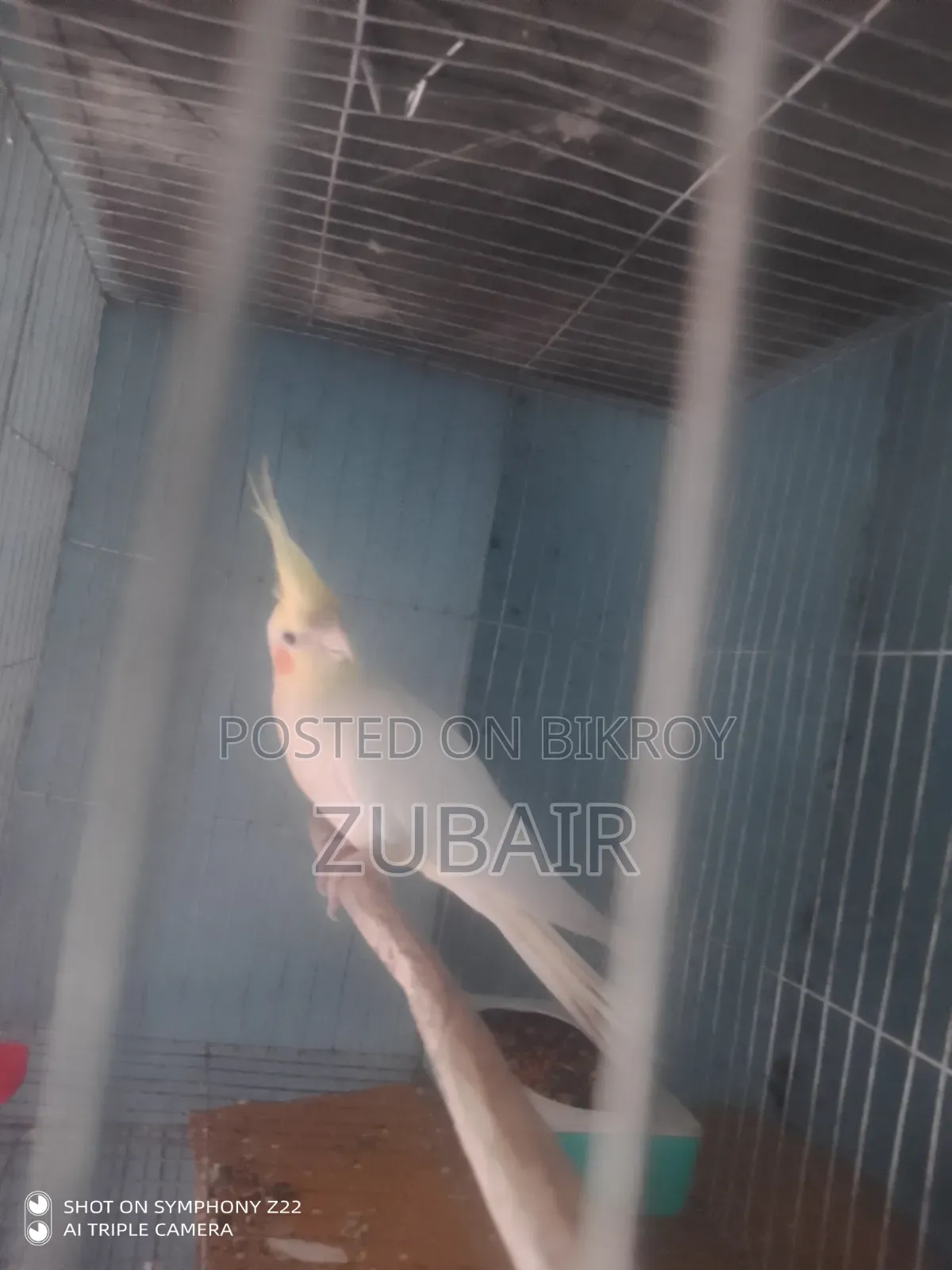 Cockatiel Bird