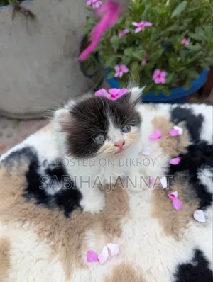 0-1 month Female Purebred Persian